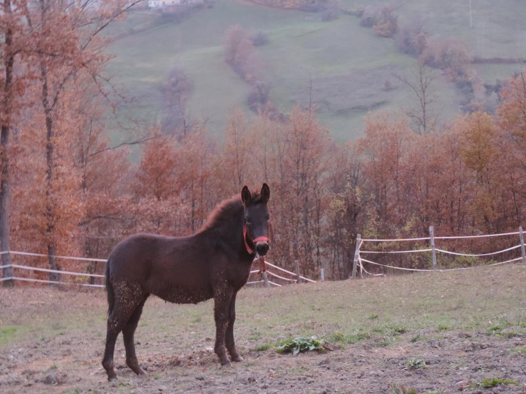 Societa Agricola Cacigolara Villa Borgo Val di Taro Kültér fotó